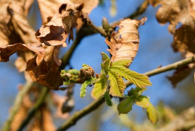 Quercus dentata - dub zubatý - list jaro